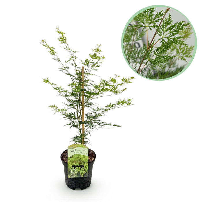 Terrasplant - Japanse Esdoorn - Acer palmatum Emerald Lace - Groen - Bladverliezend - ↕70cm - Ø19cm