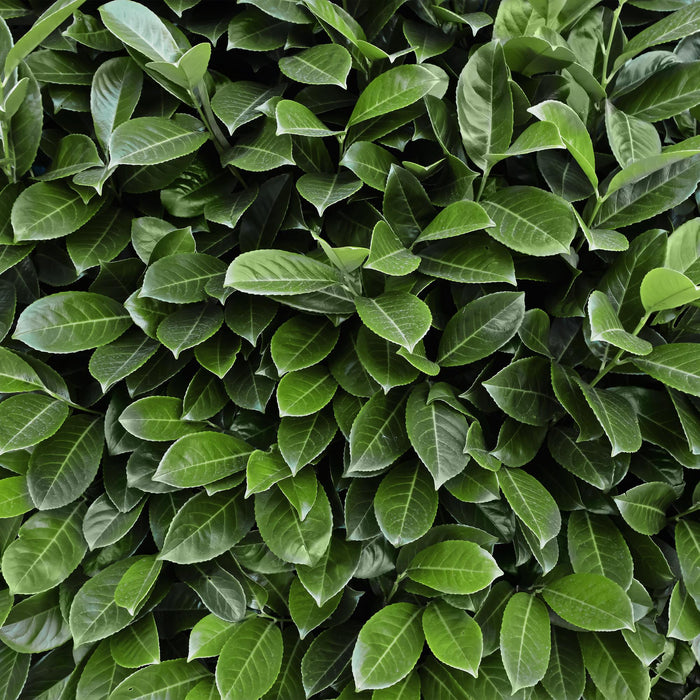 Haagplanten - Prunus laurocerasus Novita - blad groen - 8 planten - 1 strekkende meter - groenblijvend - pot 9cm hoogte 30-35cm