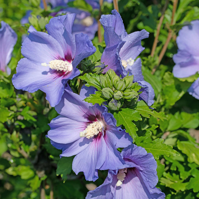 Heesters - Hibiscus syriacus Oiseau Blue - Bloem Blauw - 1 Plant - Bladverliezend - Weinig Onderhoud - Pot 17cm Hoogte 45cm