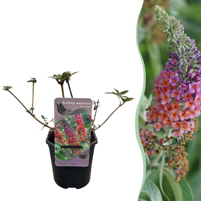 Vlinderstruik - Buddleja Davidii Flower Power - Bloem Oranje Paars - ↕30cm - Ø17cm - 1x