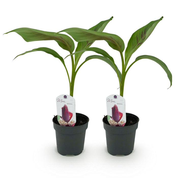 Fruitplant - Bananen plant - Musa sikkemensis Red Tiger - Winterhard - 2 planten - Pot 12cm Hoogte 30cm