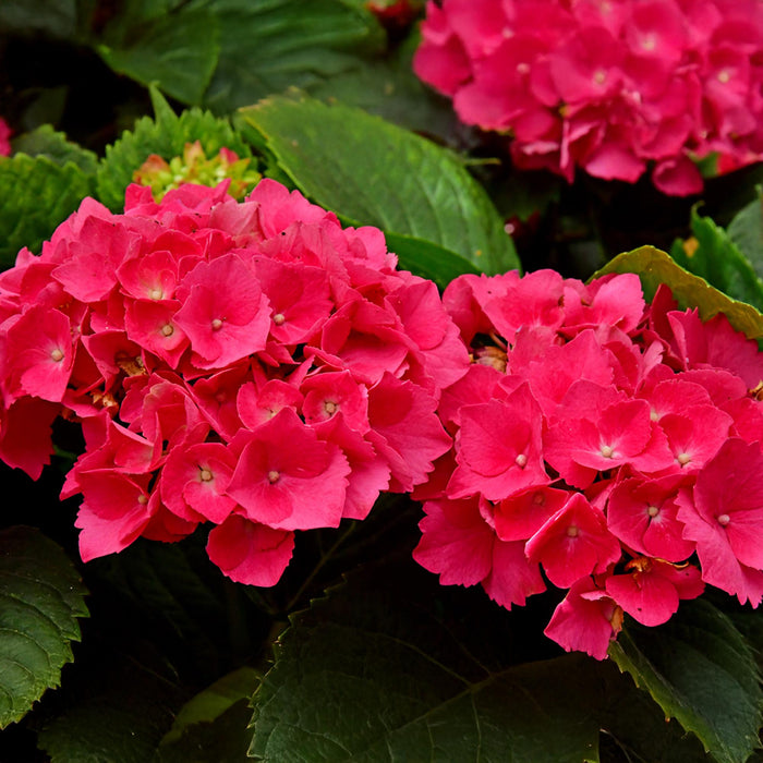 Hortensia - Hydrangea macrophylla Red - Bloem Rood - 1 Plant - Bladverliezend - Weinig Onderhoud - Pot 17cm Hoogte 30cm