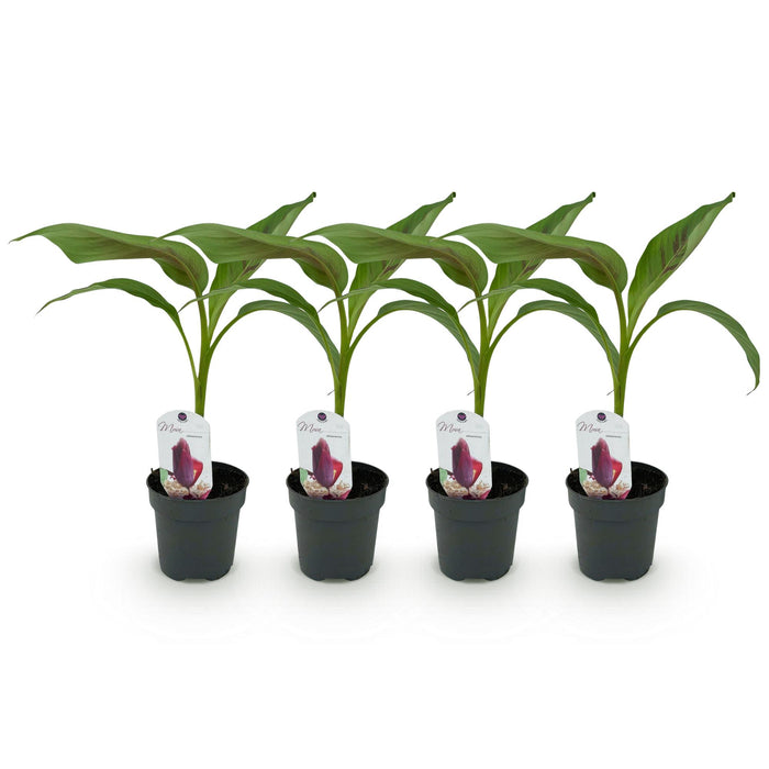 Fruitplant - Bananen plant - Musa sikkemensis Red Tiger - Winterhard - 4 planten - Pot 12cm Hoogte 30cm