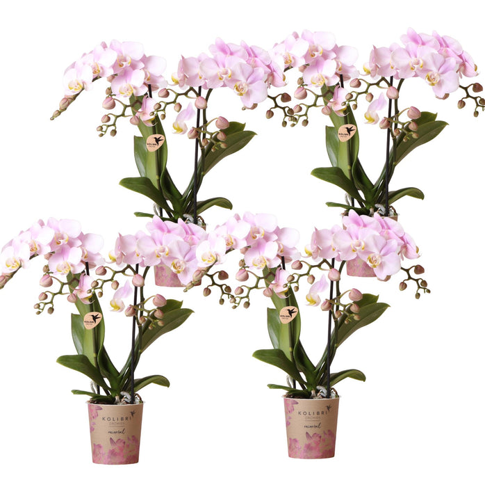 COMBI DEAL van 4 Roze Phalaenopsis orchideeën - Portugal - Ø9cm | bloeiende kamerplant