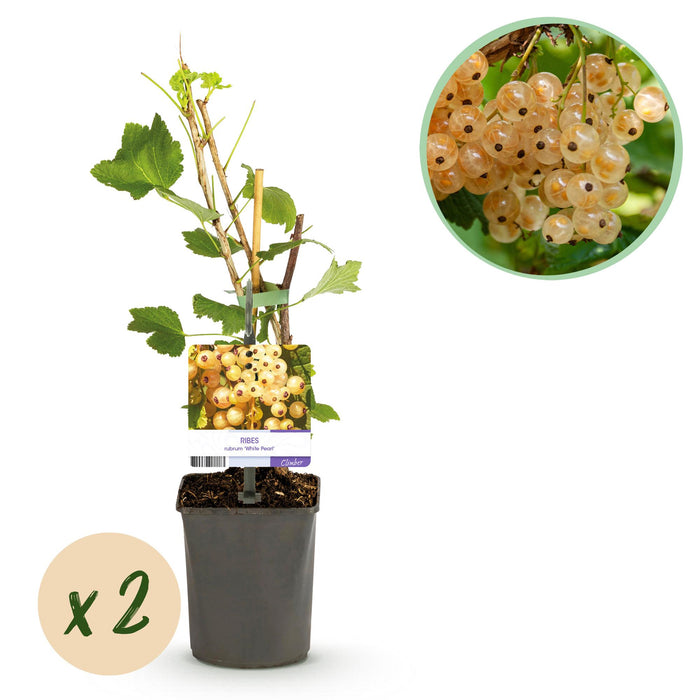 Fruitplant - Aalbes - Ribes rubrum White Pearl - Witte Bes - 2 planten - Pot 11cm Hoogte 40cm