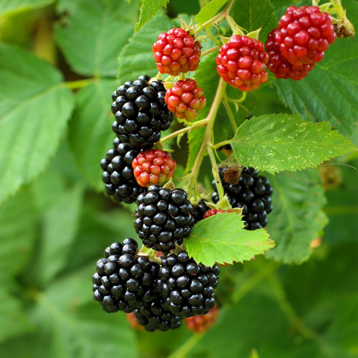 Fruitplant - Braam - Rubus Black Satin - Zwarte Braam - Doornloos - 2 planten -  Pot 11cm Hoogte 40cm