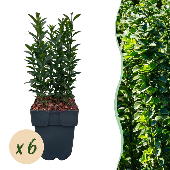 Haagplanten - Euonymus japonica Green Spire - blad groen - 6 planten - 1 strekkende meter - groenblijvend - pot 17cm hoogte 40cm