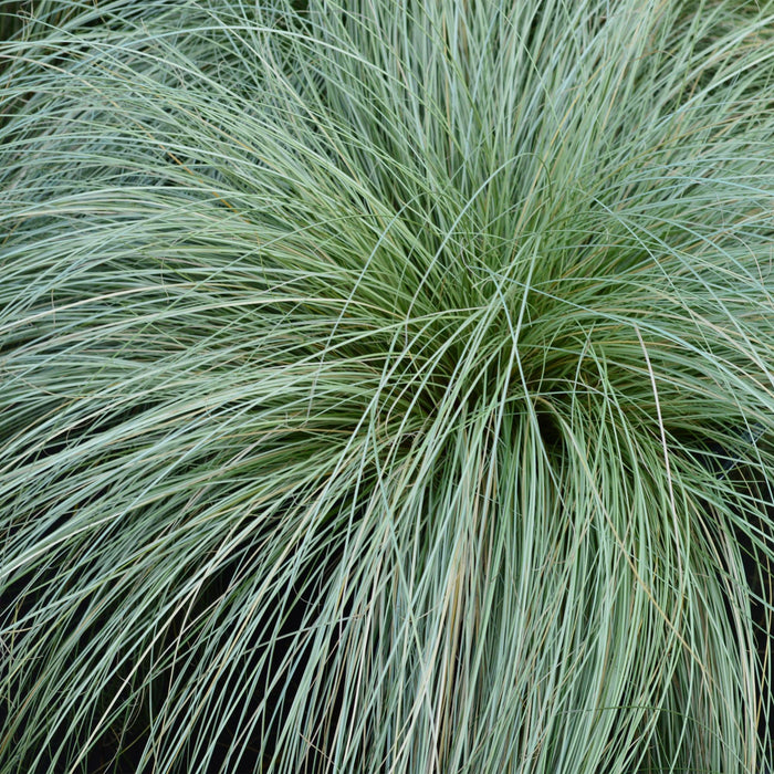 Carex comans Frosted Curls - Groen - 2 Planten - Bladhoudend - Weinig Onderhoud - Pot 17cm Hoogte 50cm