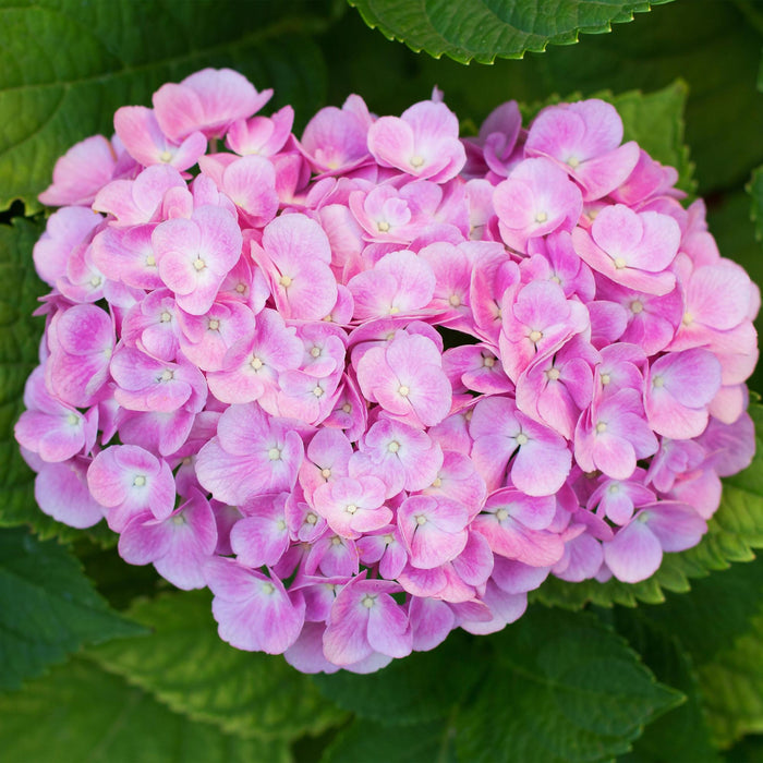 Hortensia - Hydrangea macrophylla Roze - Bloem Roze - 3 Planten - 1 m2 - Bladverliezend - Weinig Onderhoud - Pot 17cm Hoogte 30cm