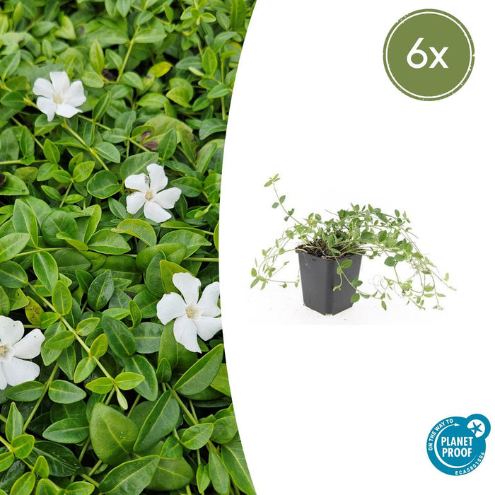 Vinca minor 'Gertrude Jekyll' - Kleine Maagdenpalm - ↕10-25cm - Ø9cm - 6x