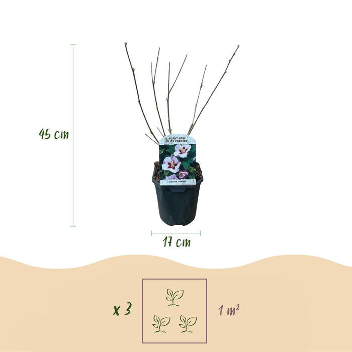 Heesters - Hibiscus syriacus Hamabo - Bloem Licht roze - 1 Plant - Bladverliezend - Weinig Onderhoud - Pot 17cm Hoogte 45cm