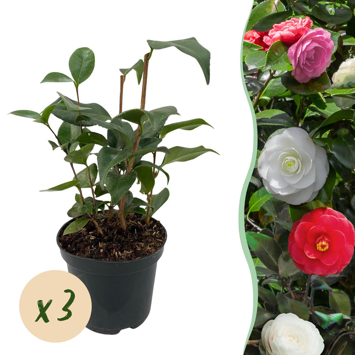 Camelia Japonica Tricolour - Heester - Bloem Roze, Wit en Rood - 3 Planten - 1 m2 - ↕30cm - Ø15cm