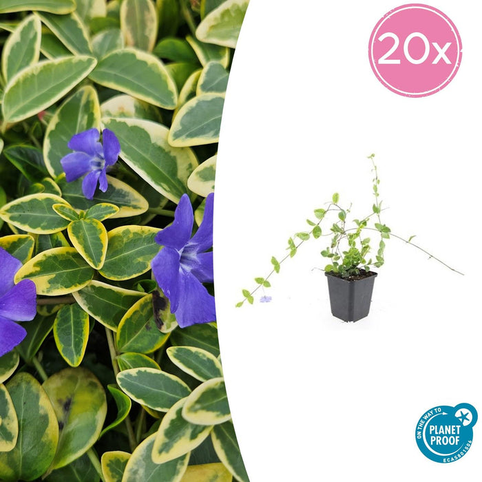 Vinca minor 'Blue and Gold' - Kleine Maagdenpalm - ↕10-25cm - Ø9cm - 20x