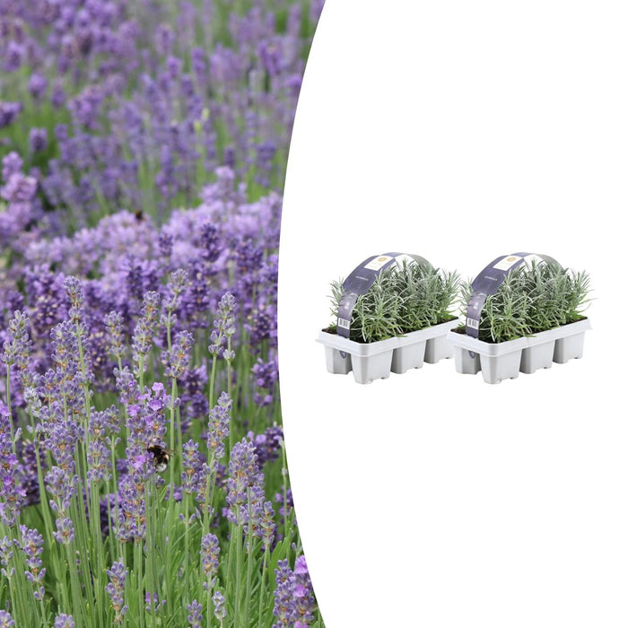 Lavendel Angustifolia - ↕15cm - Ø7cm - 12x