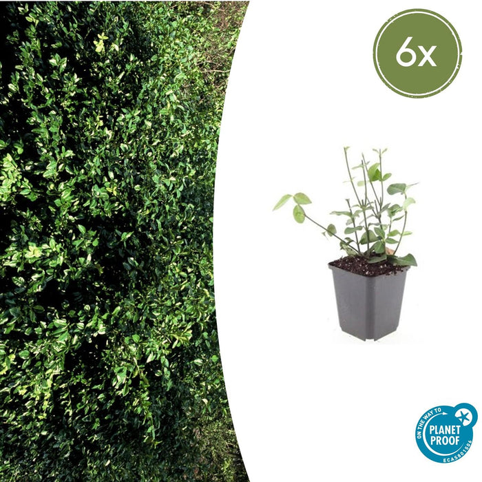 Euonymus fortunei 'Coloratus' - Japanse Kardinaalsmuts - ↕10-25cm - Ø9cm - 6x