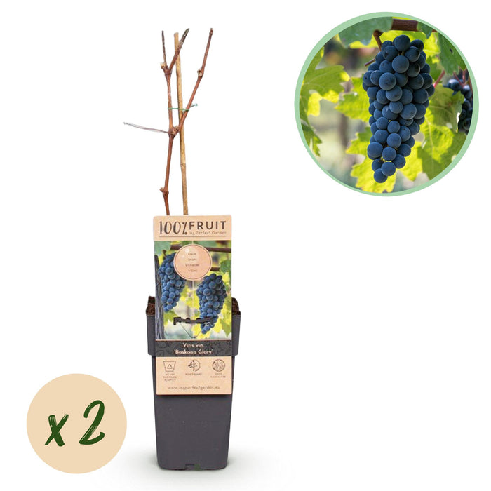 Fruitplant - Blauwe Druif - Vitis vinifera Boskoop Glory - 2 planten - Pot 15cm Hoogte 50cm