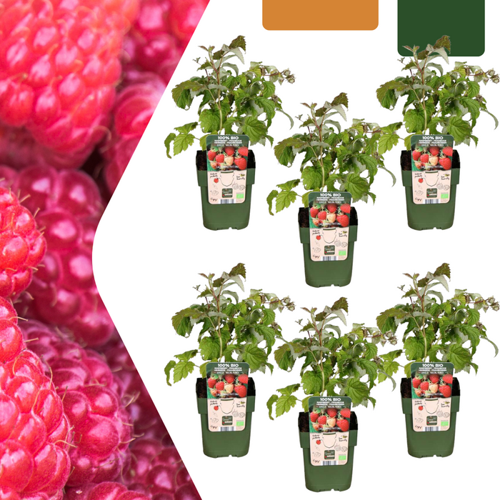 Frambozenplanten Biologisch - ↕20cm - Ø13cm - 6x