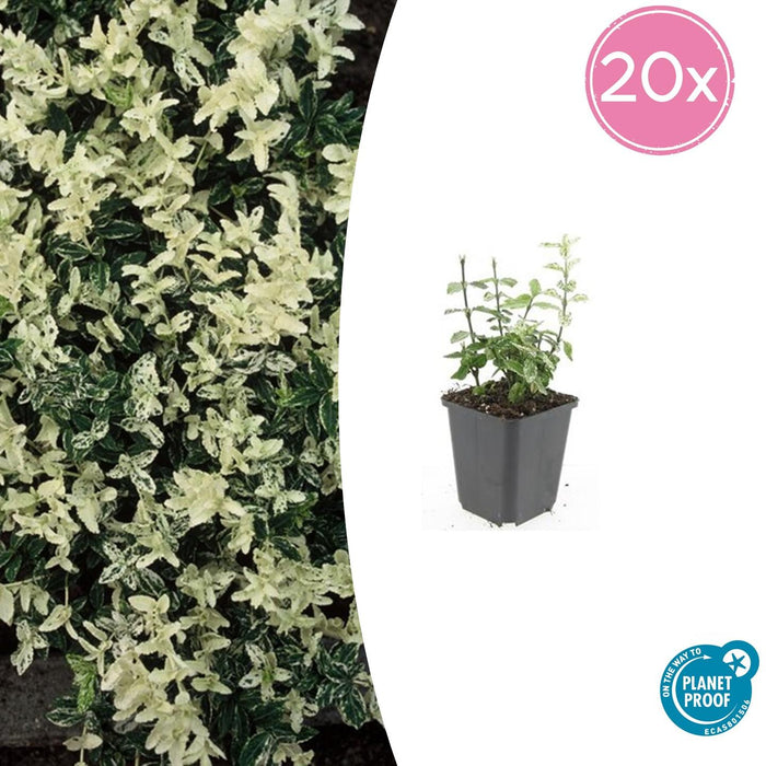 Euonymus fortunei 'Harlequin' - Japanse Kardinaalsmuts - ↕10-25cm - Ø9cm - 20x