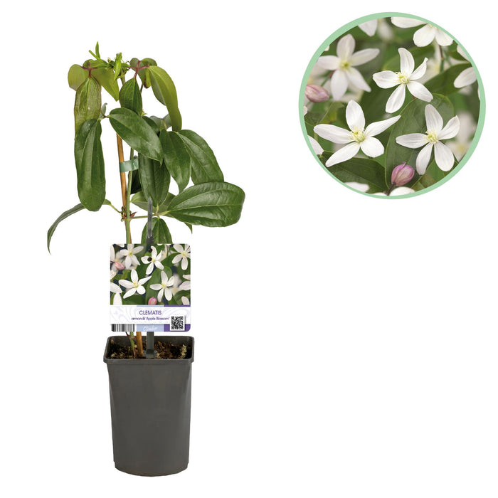 Klimplant - Clematis armandii Apple Blossom - Bloem Roze - Groenblijvend - Weinig onderhoud - 1 Plant pot 11cm Hoogte 40cm