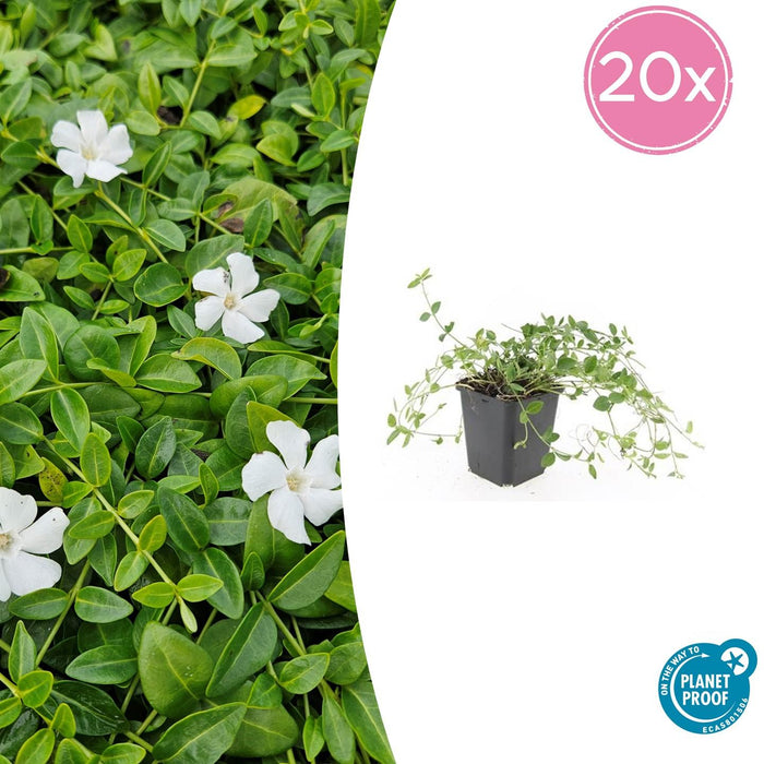 Vinca minor 'Gertrude Jekyll' - Kleine Maagdenpalm - ↕10-25cm - Ø9cm - 20x