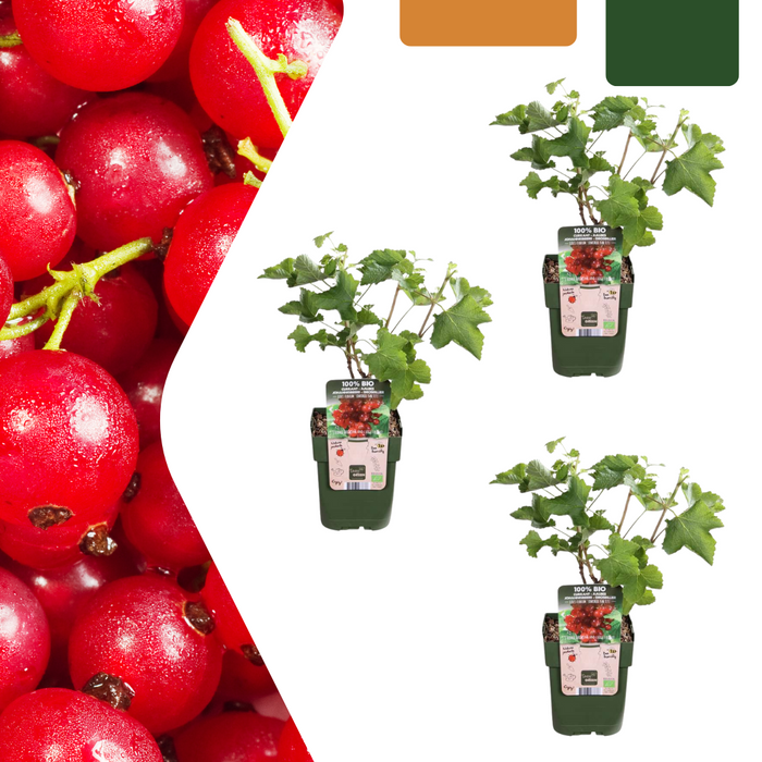 Kruisbessenplanten Biologisch - ↕20cm - Ø13cm - 3x