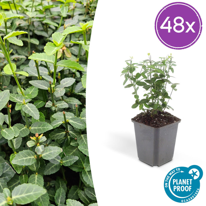 Euonymus fortunei radicans - ↕10-25cm - Ø9cm - 48x