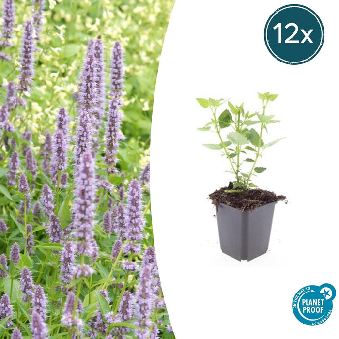 Agastache 'Black Adder' - Dropplant - ↕10-25cm - Ø9cm - 12x