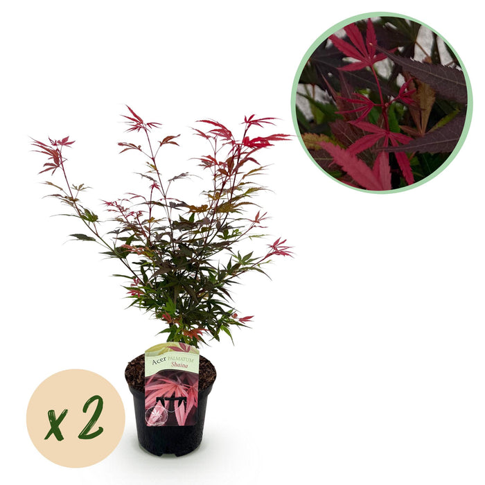 Terrasplant - Japanse Esdoorn - Acer palmatum Shaina - Rood - 2 Planten - Bladverliezend - ↕70cm - Ø19cm