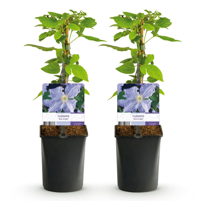 Klimplant - Clematis Blue Angel - Bloem Licht Blauw - Weinig onderhoud -2 planten -  Pot 11cm Hoogte 40cm