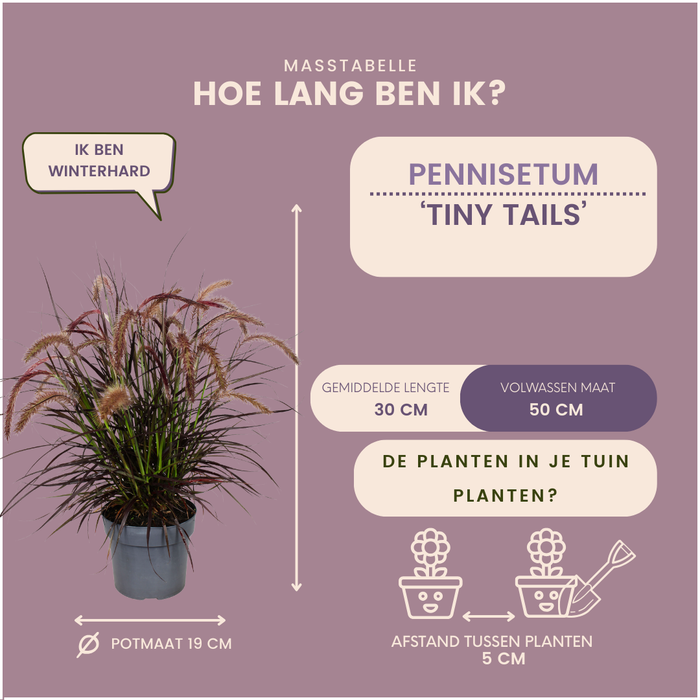 Pennisetum 'Tiny Tails' - Lampenpoetsersgras - 2x - Ø19 cm - ↨ 40-50 cm