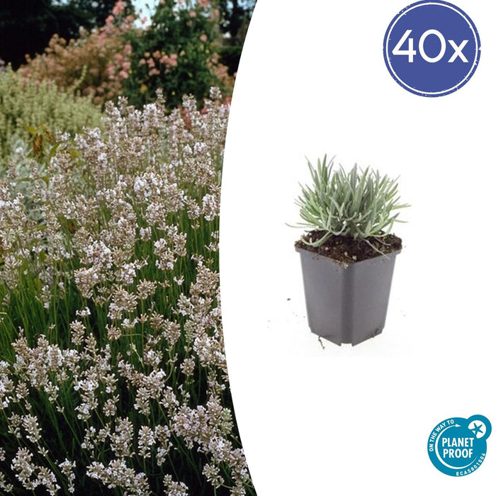 Lavandula intermedia 'Edelweiss' - ↕10-25cm - Ø9cm - 40x