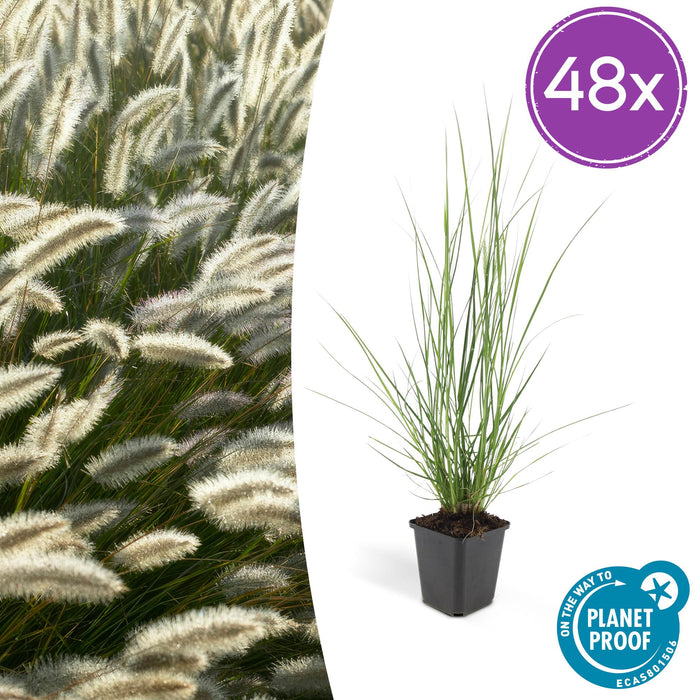 Pennisetum alopecuroides 'Hameln' - ↕10-25cm - Ø9cm - 48x