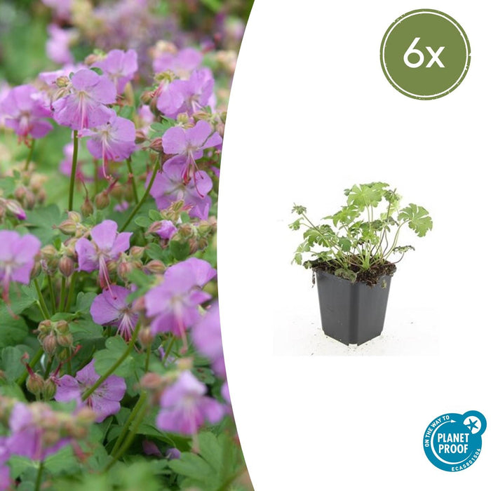 Geranium cantabrigiense 'Cambridge' - ↕10-25cm - Ø9cm - 6x