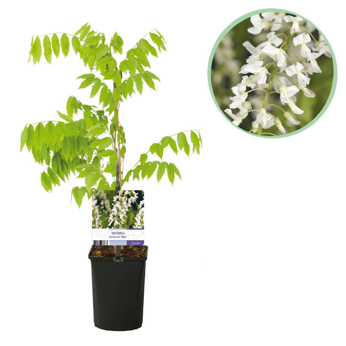 Blauwe regen - Wisteria floribunda Alba - Bloem Wit - ↕40cm - Ø11cm