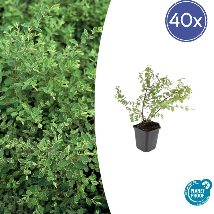 Symphoricarpos chenaultii 'Hancock' - Sneeuwbes - ↕10-25cm - Ø9cm - 40x