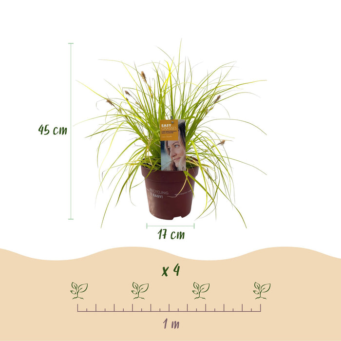 Carex oshimensis Everillo - Geel - 2 Planten - Bladhoudend - Weinig Onderhoud - Pot 17cm Hoogte 50cm