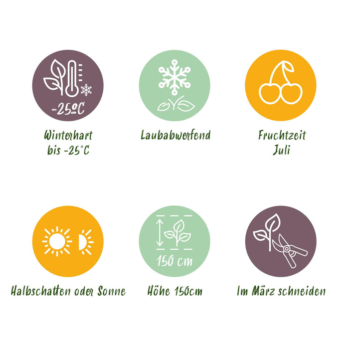 Fruitplant - Honingbes - Lonicera caerulea Kamchatika - Blauwe Bes - 2 planten - Pot 15cm Hoogte 50cm