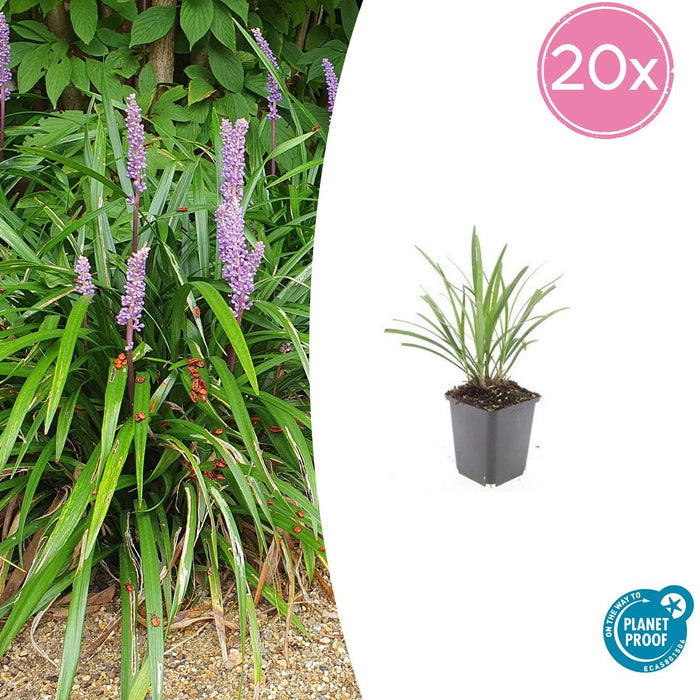 Liriope muscari 'Ingwersen' - Leliegras - ↕10-25cm - Ø9cm - 20x