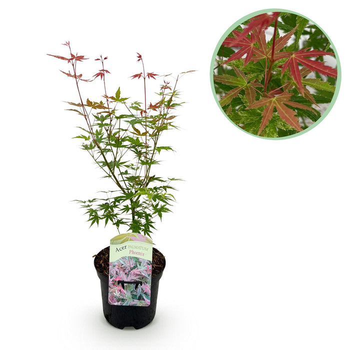 Terrasplant - Japanse Esdoorn - Acer palmatum Phoenix - Roze - Bladverliezend - ↕70cm - Ø19cm