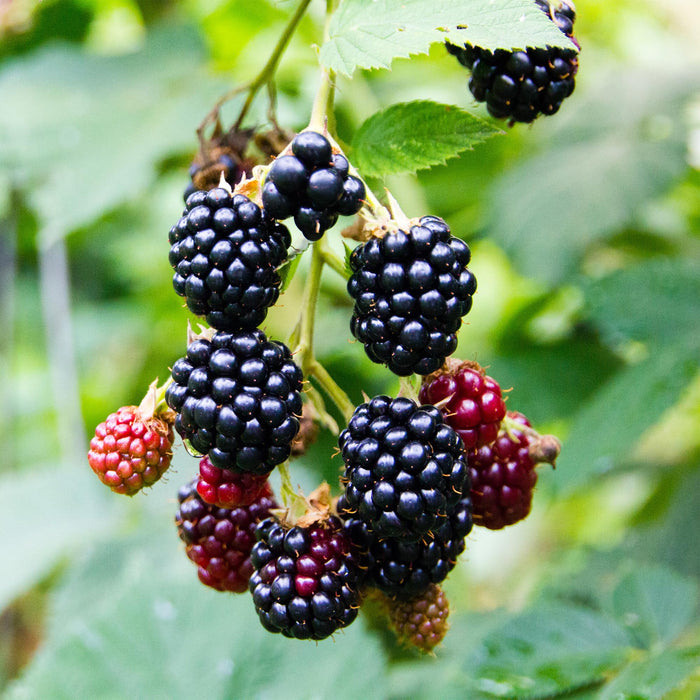 Fruitplant - Braam - Rubus fruticosus Triple Crown - Zwarte Braam - Doornloos - 2 planten -  Pot 11cm Hoogte 40cm