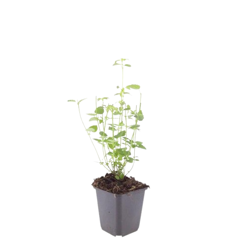 Agastache 'Black Adder' - Dropplant - ↕10-25cm - Ø9cm - 12x