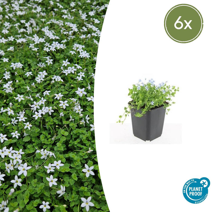 Isotoma Fluviatilis 'Alba' - Blauwe Grondkruiper - ↕10-25cm - Ø9cm - 6x
