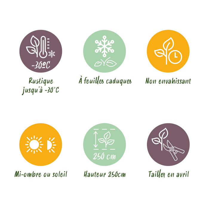 Heesters - Cornus alba Kesselringii - Paarse Takken - 1 Plant - Bladverliezend - Weinig Onderhoud - Pot 17cm Hoogte 45cm