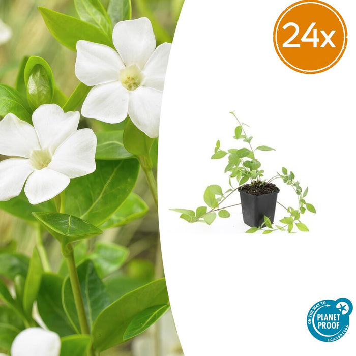 Vinca major 'Alba' - ↕10-25cm - Ø9cm - 24x