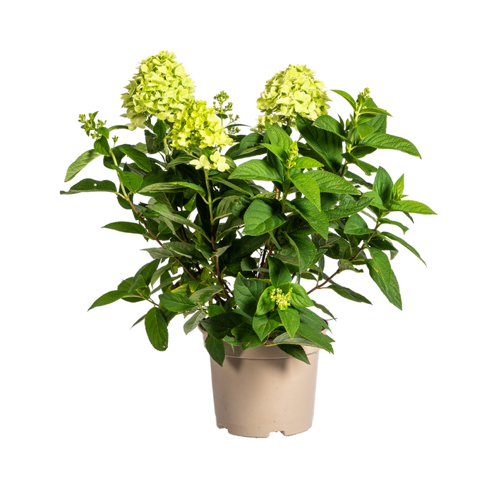 Hydrangea Paniculata Limelight Ø19cm - ↕40 - 60cm