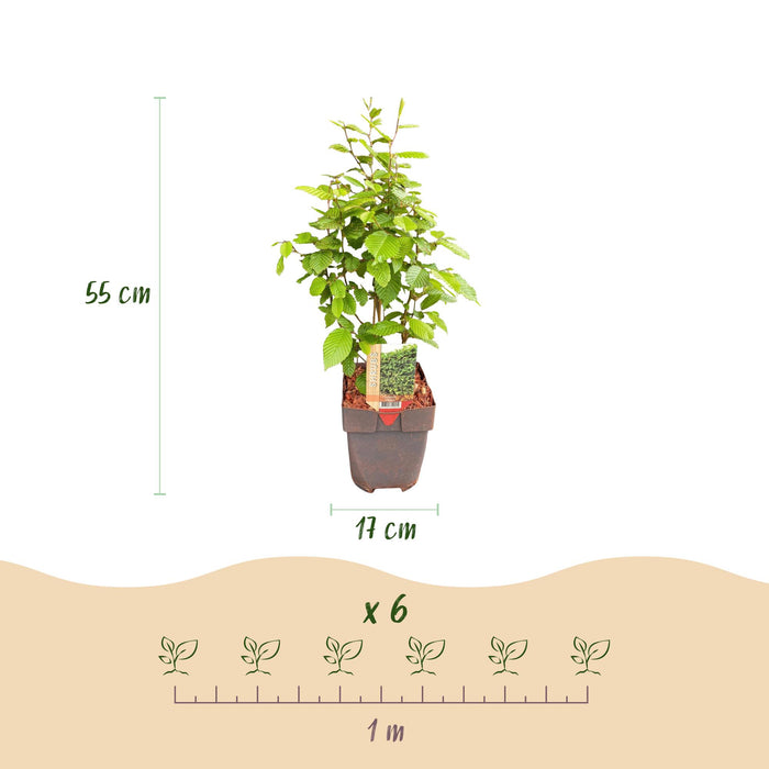 Haagplanten - Carpinus betulus -  blad groen - 6 planten - 1 strekkende meter - bladverliezend - pot 17cm hoogte 55cm