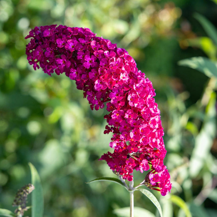 Vlinderstruik - Buddleja davidii Royal Red - Bloem Rood - 1 Plant - Bladverliezend - Vlinderlokkend - ↕25cm - Ø17cm