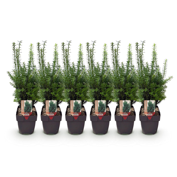 Haagplanten - Taxus media Hilii - blad groen - 6 planten - 1 strekkende meter - groenblijvend - pot 17cm hoogte 60cm