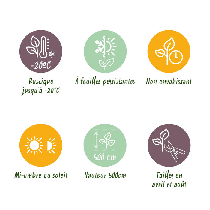 Haagplanten - Prunus laurocerasus Rotundifolia - blad groen - 6 planten - 1 strekkende meter - groenblijvend - pot 17cm hoogte 50cm