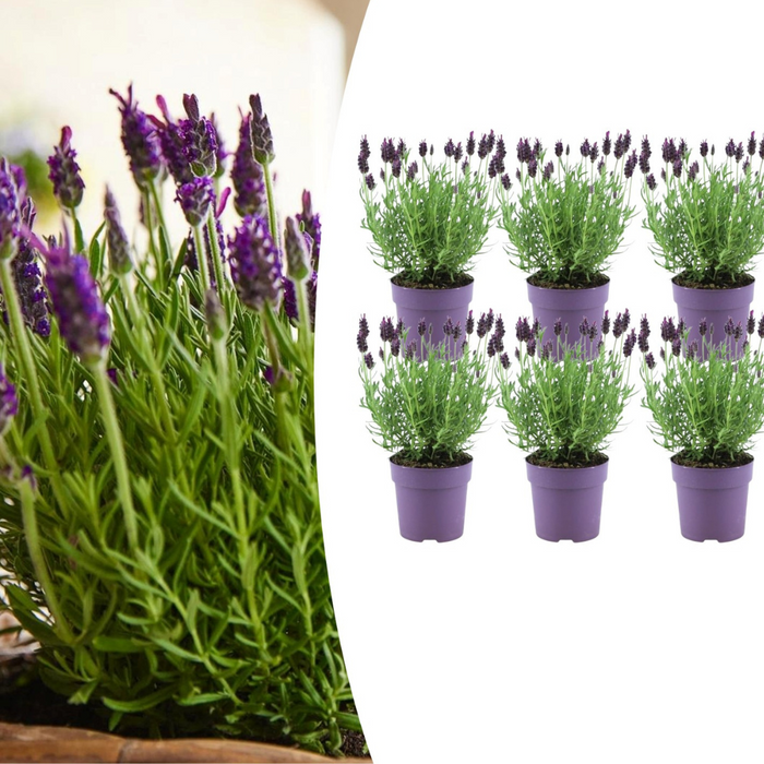 Lavandula stoechas Anouk® - Lavendel - Ø12cm - 6x